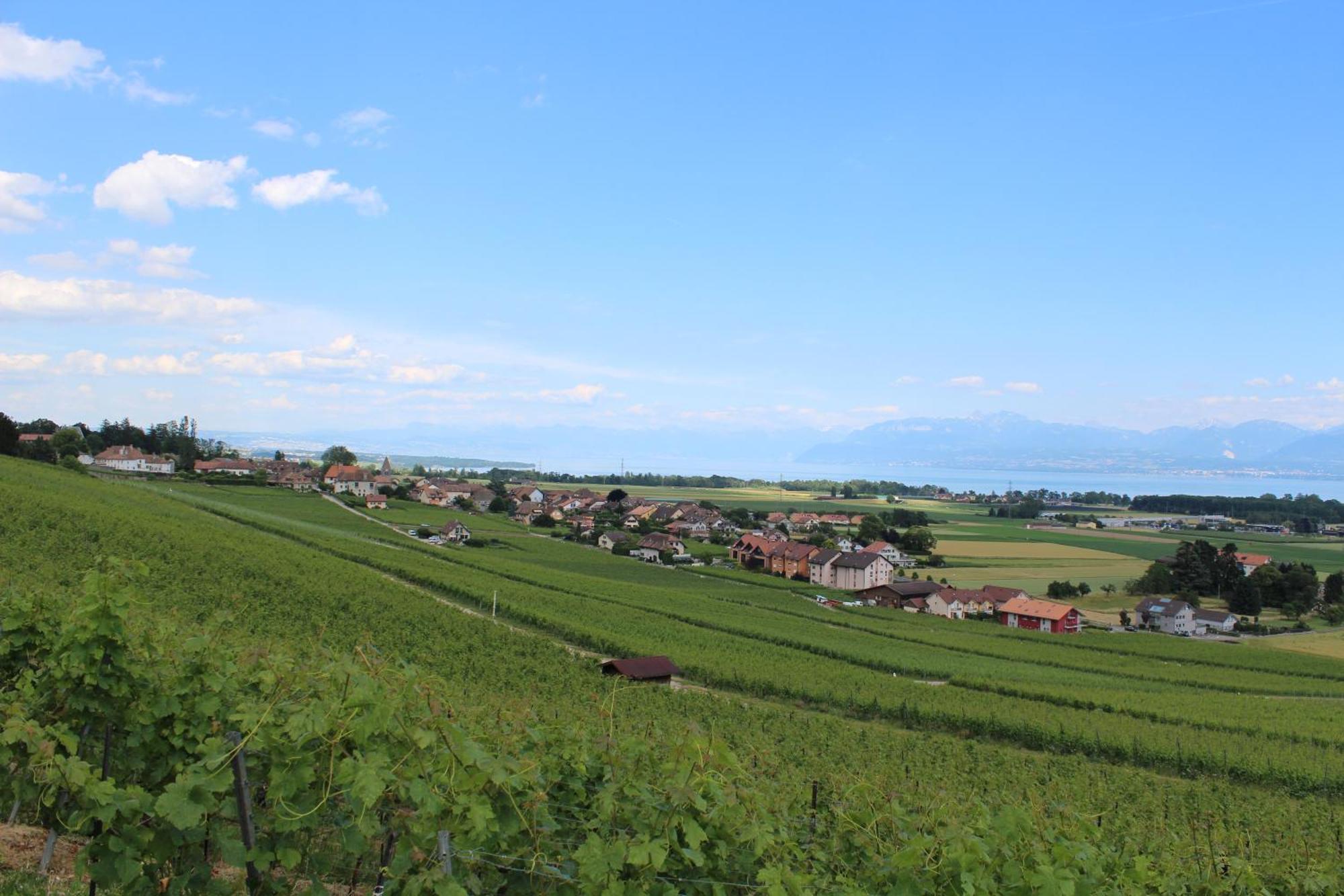Au Coeur Du Vignoble Sur Bursins Bed & Breakfast Екстериор снимка
